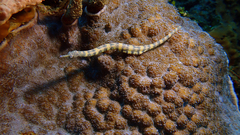 Corythoichthys haematopterus