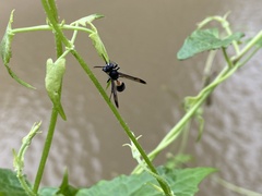 Ropalidia sumatrae