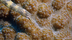 Corythoichthys haematopterus