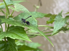Ropalidia sumatrae