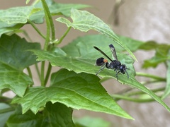 Ropalidia sumatrae