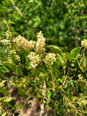Combretum padoides