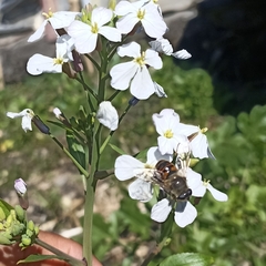 Eristalis