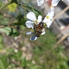 Eristalis