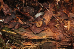 Galerina mammillata