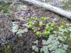 Asterella