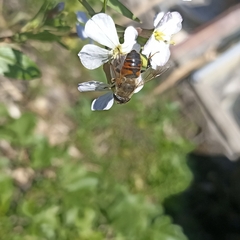 Eristalis