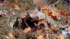 Camposcia retusa