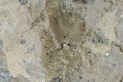 Bryozoa