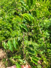 Combretum padoides
