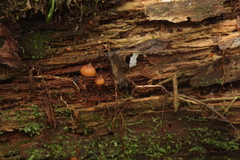 Galerina mammillata