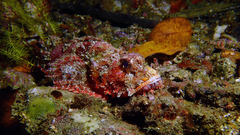 Scorpaenopsis oxycephalus