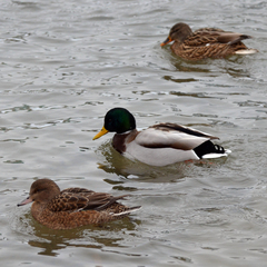 Anas platyrhynchos