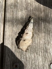 Pyrazus ebeninus