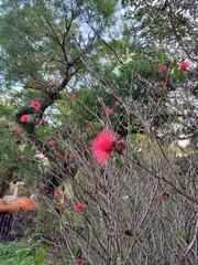 Calliandra