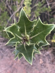 Acanthus ilicifolius