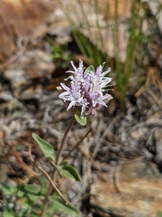 Monardella odoratissima