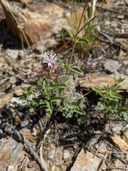 Monardella odoratissima