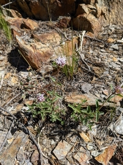 Monardella odoratissima