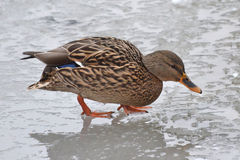 Anas platyrhynchos