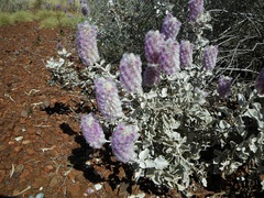 Ptilotus rotundifolius