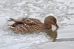 Anas platyrhynchos