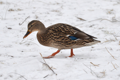 Anas platyrhynchos