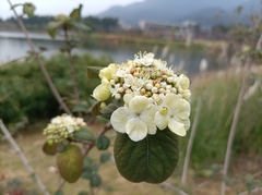 Viburnum macrocephalum