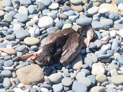 Phalacrocorax punctatus