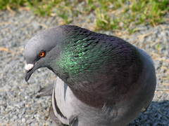 Columba livia domestica