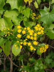 Delairea odorata