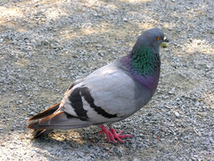 Columba livia domestica