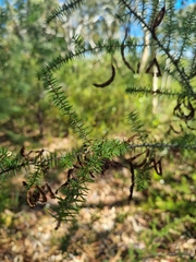Acacia ulicifolia