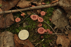 Lactarius spinosulus