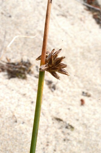Image of Juncus breweri by (c) Gabriel Campbell-Martinez, some rights reserved (CC BY)