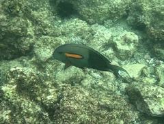 Acanthurus olivaceus