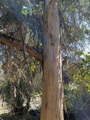Eucalypteae