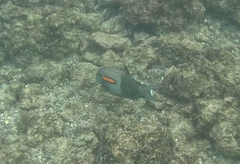 Acanthurus olivaceus