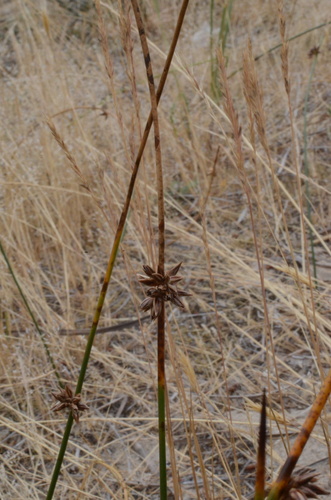 Image of Juncus breweri by (c) Gabriel Campbell-Martinez, some rights reserved (CC BY)