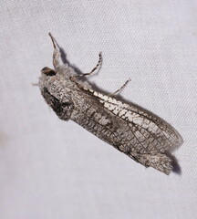 Endoxyla secta