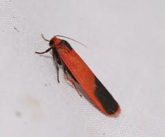 Scoliacma bicolora