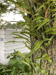 Pyrrosia longifolia