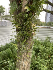 Pyrrosia longifolia