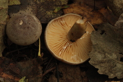 Lactarius flexuosus