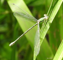 Lestes temporalis