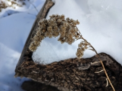 Solidago velutina