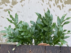 Polypodiaceae