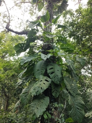 Monstera acuminata