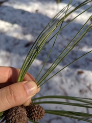 Pinus arizonica