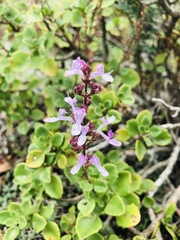 Aeollanthus parvifolius